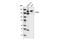 Fms Related Tyrosine Kinase 3 antibody, 3462S, Cell Signaling Technology, Western Blot image 