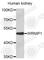 WRN Helicase Interacting Protein 1 antibody, A9170, ABclonal Technology, Western Blot image 