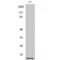 Small Ubiquitin Like Modifier 1 antibody, LS-C386244, Lifespan Biosciences, Western Blot image 