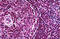 Paired Box 5 antibody, MBS245998, MyBioSource, Immunohistochemistry frozen image 