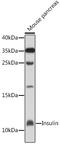 Insulin antibody, GTX64334, GeneTex, Western Blot image 