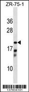 Carbonyl Reductase 4 antibody, 59-253, ProSci, Western Blot image 