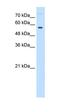 Butyrophilin Subfamily 1 Member A1 antibody, orb325208, Biorbyt, Western Blot image 