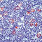 TNF Receptor Superfamily Member 8 antibody, LS-C87887, Lifespan Biosciences, Immunohistochemistry frozen image 