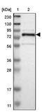 GRAM Domain Containing 1C antibody, PA5-52928, Invitrogen Antibodies, Western Blot image 