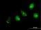Golgin A5 antibody, H00009950-B01P, Novus Biologicals, Immunocytochemistry image 