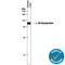 Alpha-1-B Glycoprotein antibody, AF7757, R&D Systems, Western Blot image 