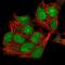 Structural Maintenance Of Chromosomes 6 antibody, PA5-60096, Invitrogen Antibodies, Immunofluorescence image 