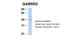 Gamma-Aminobutyric Acid Type A Receptor Rho2 Subunit antibody, NBP1-80061, Novus Biologicals, Western Blot image 