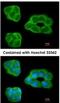 Proliferation-Associated 2G4 antibody, NBP2-16257, Novus Biologicals, Immunocytochemistry image 