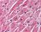 Secreted Frizzled Related Protein 1 antibody, orb86472, Biorbyt, Immunohistochemistry paraffin image 