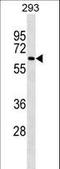 Nuclear Receptor Coactivator 4 antibody, LS-C164779, Lifespan Biosciences, Western Blot image 