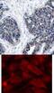 PP17 antibody, 79-370, ProSci, Immunofluorescence image 