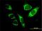 Spermatogenesis-associated protein 2 antibody, H00009825-M01, Novus Biologicals, Immunofluorescence image 