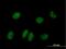 Neuronal PAS Domain Protein 2 antibody, H00004862-B01P, Novus Biologicals, Immunocytochemistry image 