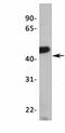 LIM Homeobox Transcription Factor 1 Alpha antibody, PA1-24402, Invitrogen Antibodies, Western Blot image 