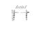 CTD Phosphatase Subunit 1 antibody, VPA00440, Bio-Rad (formerly AbD Serotec) , Western Blot image 