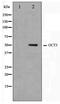 POU Class 5 Homeobox 1 antibody, TA347444, Origene, Western Blot image 