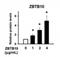 Zinc Finger And BTB Domain Containing 46 antibody, NBP2-27211, Novus Biologicals, Enzyme Linked Immunosorbent Assay image 