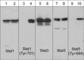 Signal Transducer And Activator Of Transcription 5A antibody, SM1481, ECM Biosciences, Western Blot image 