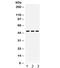 Tissue factor antibody, R31962, NSJ Bioreagents, Western Blot image 