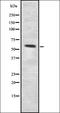 Ugt4 antibody, orb337423, Biorbyt, Western Blot image 