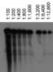 ATP Binding Cassette Subfamily A Member 1 antibody, MA1-16936, Invitrogen Antibodies, Western Blot image 