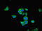 Pyruvate Dehydrogenase E1 Alpha 1 Subunit antibody, LS-C376295, Lifespan Biosciences, Immunofluorescence image 