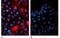 Beta-2-Microglobulin antibody, NB500-317, Novus Biologicals, Immunofluorescence image 