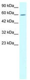 Tripartite Motif Containing 15 antibody, TA337270, Origene, Western Blot image 