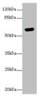 Arylsulfatase G antibody, A50049-100, Epigentek, Western Blot image 