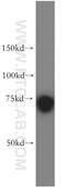 Dihydrouridine Synthase 3 Like antibody, 15643-1-AP, Proteintech Group, Western Blot image 