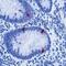 5 Hydroxy Tryptamine antibody, MA5-12111, Invitrogen Antibodies, Immunohistochemistry frozen image 