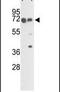 FKBP Prolyl Isomerase 10 antibody, PA5-14273, Invitrogen Antibodies, Western Blot image 