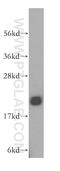 Nucleolar Pre-RRNA Processing Protein NIP7 antibody, 16839-1-AP, Proteintech Group, Western Blot image 