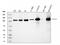 Staphylococcal Nuclease And Tudor Domain Containing 1 antibody, M02602-1, Boster Biological Technology, Western Blot image 