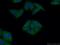 Phosphoribosylglycinamide Formyltransferase, Phosphoribosylglycinamide Synthetase, Phosphoribosylaminoimidazole Synthetase antibody, 13659-1-AP, Proteintech Group, Immunofluorescence image 