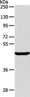 AlkB Homolog 1, Histone H2A Dioxygenase antibody, PA5-50290, Invitrogen Antibodies, Western Blot image 