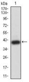 Bromodomain Containing 2 antibody, NBP2-61716, Novus Biologicals, Western Blot image 