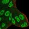 Ataxin 1 antibody, NBP2-57735, Novus Biologicals, Immunofluorescence image 