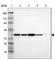 NAD(P) Dependent Steroid Dehydrogenase-Like antibody, HPA000248, Atlas Antibodies, Western Blot image 