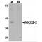 NK2 Homeobox 2 antibody, MBS151551, MyBioSource, Western Blot image 