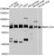 NPL4 Homolog, Ubiquitin Recognition Factor antibody, A3256, ABclonal Technology, Western Blot image 