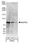 Microtubule Affinity Regulating Kinase 3 antibody, A302-186A, Bethyl Labs, Western Blot image 