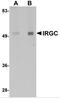 Immunity Related GTPase Cinema antibody, 5295, ProSci, Western Blot image 