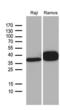 CD79b Molecule antibody, LS-C795480, Lifespan Biosciences, Western Blot image 