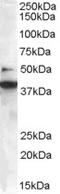 SH3 Domain Containing GRB2 Like, Endophilin B1 antibody, 45-143, ProSci, Enzyme Linked Immunosorbent Assay image 