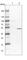 Tetratricopeptide Repeat Domain 38 antibody, HPA029302, Atlas Antibodies, Western Blot image 