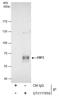 EBF Transcription Factor 3 antibody, GTX117656, GeneTex, Immunoprecipitation image 