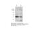Teneurin Transmembrane Protein 1 antibody, 21696-1-AP, Proteintech Group, Western Blot image 